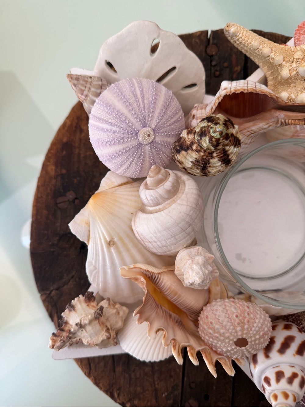 Coastal Seashell Candle Centerpiece in White Star - Picture 10 of 16